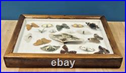 Ancien cadre d'entomologie 17 papillons taxidermie insecte vintage etude