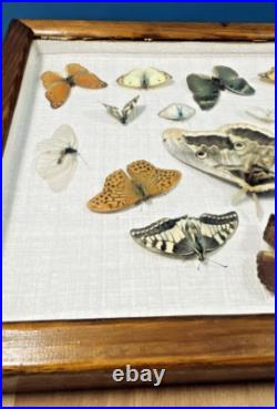 Ancien cadre d'entomologie 17 papillons taxidermie insecte vintage etude