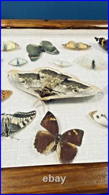 Ancien cadre d'entomologie 17 papillons taxidermie insecte vintage etude