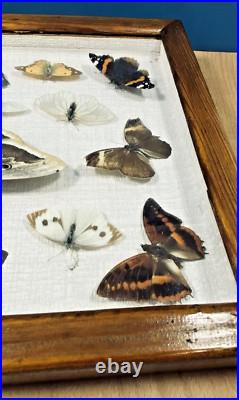 Ancien cadre d'entomologie 17 papillons taxidermie insecte vintage etude
