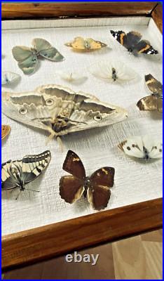 Ancien cadre d'entomologie 17 papillons taxidermie insecte vintage etude