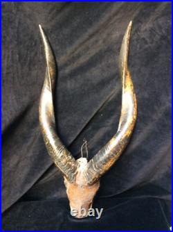 Ancien trophée Taxidermie Afrique