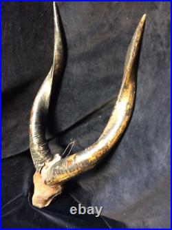 Ancien trophée Taxidermie Afrique