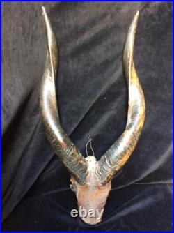 Ancien trophée Taxidermie Afrique