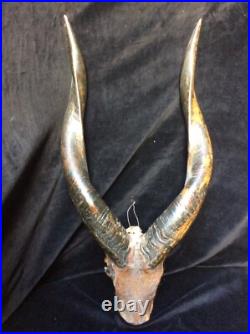 Ancien trophée Taxidermie Afrique