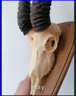 Ancien trophée de crâne de gazelle