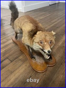 Ancienne Taxidermie renard naturalisé empaillé sur socle objet déco-chasse