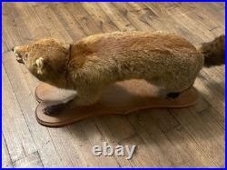 Ancienne Taxidermie renard naturalisé empaillé sur socle objet déco-chasse