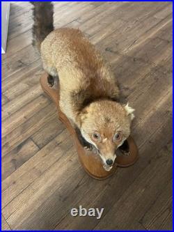 Ancienne Taxidermie renard naturalisé empaillé sur socle objet déco-chasse