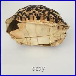 Ancienne carapace de tortue Léopard stigmochelys pardalis
