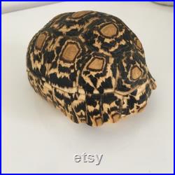 Ancienne carapace de tortue Léopard stigmochelys pardalis