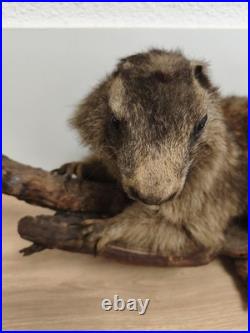 Ancienne marmotte naturalisée taxidermie sur branche, cabinet de curiosités