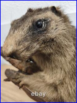 Ancienne marmotte naturalisée taxidermie sur branche, cabinet de curiosités