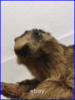 Ancienne marmotte naturalisée taxidermie sur branche, cabinet de curiosités