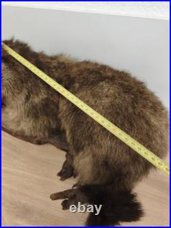 Ancienne marmotte naturalisée taxidermie sur branche, cabinet de curiosités Ancienne marmotte naturalisée taxidermie sur branche, cabinet de curiosités