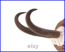 Anciennes cornes de chamois, trophée mural, années 50 taxidermie, cabinet de curiosités, chalet, montagne