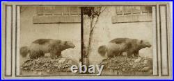 Animal empaillé Gulo gulo Taxidermie c1858 Photo Stereo Vintage Albumine