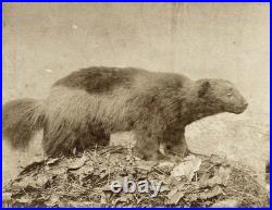 Animal empaillé Gulo gulo Taxidermie c1858 Photo Stereo Vintage Albumine