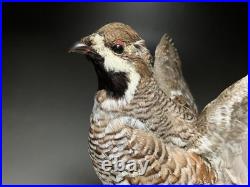 Animaux en peluche, oiseau, tétras des noisettes (Tetrastes bonasia) taxidermie