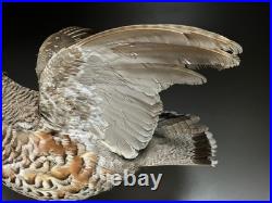 Animaux en peluche, oiseau, tétras des noisettes (Tetrastes bonasia) taxidermie