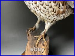 Animaux en peluche, oiseau, tétras des noisettes (Tetrastes bonasia) taxidermie