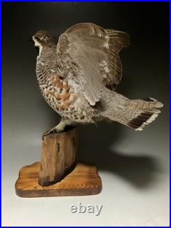 Animaux en peluche, oiseau, tétras des noisettes (Tetrastes bonasia) taxidermie