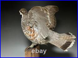 Animaux en peluche, oiseau, tétras des noisettes (Tetrastes bonasia) taxidermie