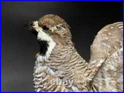 Animaux en peluche, oiseau, tétras des noisettes (Tetrastes bonasia) taxidermie