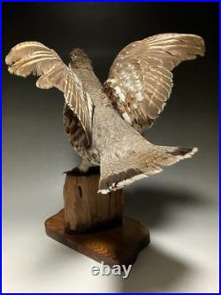Animaux en peluche, oiseau, tétras des noisettes (Tetrastes bonasia) taxidermie