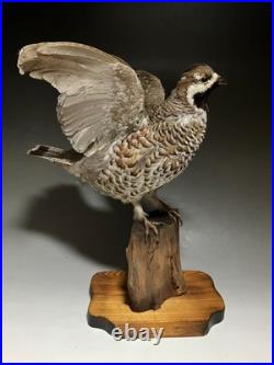 Animaux en peluche, oiseau, tétras des noisettes (Tetrastes bonasia) taxidermie