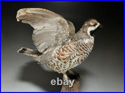 Animaux en peluche, oiseau, tétras des noisettes (Tetrastes bonasia) taxidermie