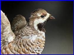 Animaux en peluche, oiseau, tétras des noisettes (Tetrastes bonasia) taxidermie
