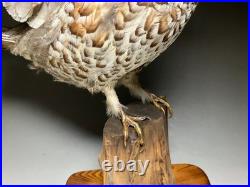Animaux en peluche, oiseau, tétras des noisettes (Tetrastes bonasia) taxidermie