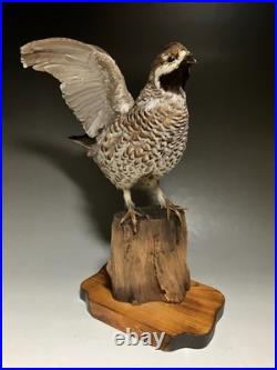 Animaux en peluche, oiseau, tétras des noisettes (Tetrastes bonasia) taxidermie