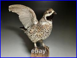 Animaux en peluche, oiseau, tétras des noisettes (Tetrastes bonasia) taxidermie