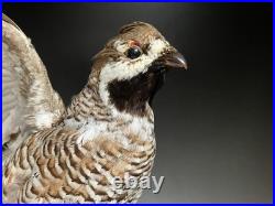 Animaux en peluche, oiseau, tétras des noisettes (Tetrastes bonasia) taxidermie