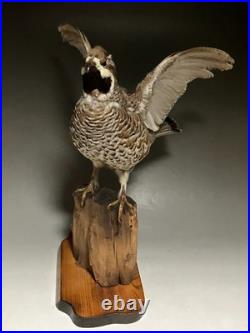 Animaux en peluche, oiseau, tétras des noisettes (Tetrastes bonasia) taxidermie