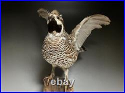Animaux en peluche, oiseau, tétras des noisettes (Tetrastes bonasia) taxidermie
