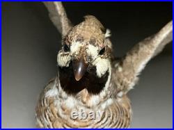 Animaux en peluche, oiseau, tétras des noisettes (Tetrastes bonasia) taxidermie