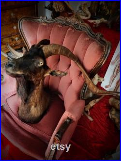 Antique Goat taxidermy cabinet of curiosities