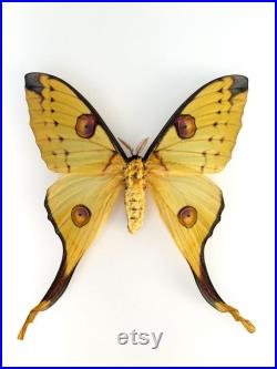 Argema Mittrei Femelle Sublime papillon comète de Madagascar aux longues queues Spécimen pour cabinet de curiosités ou collection