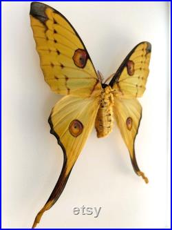 Argema Mittrei Femelle Sublime papillon comète de Madagascar aux longues queues Spécimen pour cabinet de curiosités ou collection