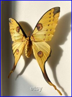 Argema Mittrei Femelle Sublime papillon comète de Madagascar aux longues queues Spécimen pour cabinet de curiosités ou collection