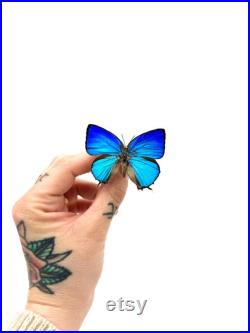 Arhopala Araxes Papillon bleu iridescent naturalisé Spécimen tropical rare d Asie pour cabinet de curiosités et collection entomologique