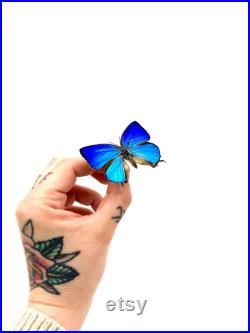 Arhopala Araxes Papillon bleu iridescent naturalisé Spécimen tropical rare d Asie pour cabinet de curiosités et collection entomologique