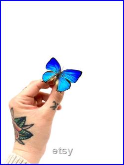 Arhopala Araxes Papillon bleu iridescent naturalisé Spécimen tropical rare d Asie pour cabinet de curiosités et collection entomologique