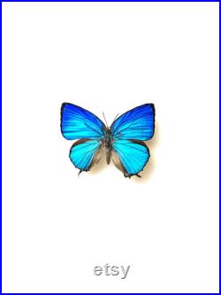 Arhopala Araxes Papillon bleu iridescent naturalisé Spécimen tropical rare d Asie pour cabinet de curiosités et collection entomologique