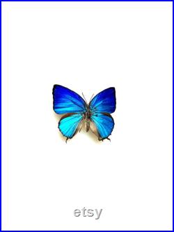 Arhopala Araxes Papillon bleu iridescent naturalisé Spécimen tropical rare d Asie pour cabinet de curiosités et collection entomologique