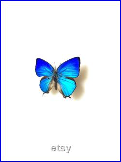 Arhopala Araxes Papillon bleu iridescent naturalisé Spécimen tropical rare d Asie pour cabinet de curiosités et collection entomologique