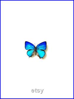 Arhopala Araxes Papillon bleu iridescent naturalisé Spécimen tropical rare d Asie pour cabinet de curiosités et collection entomologique